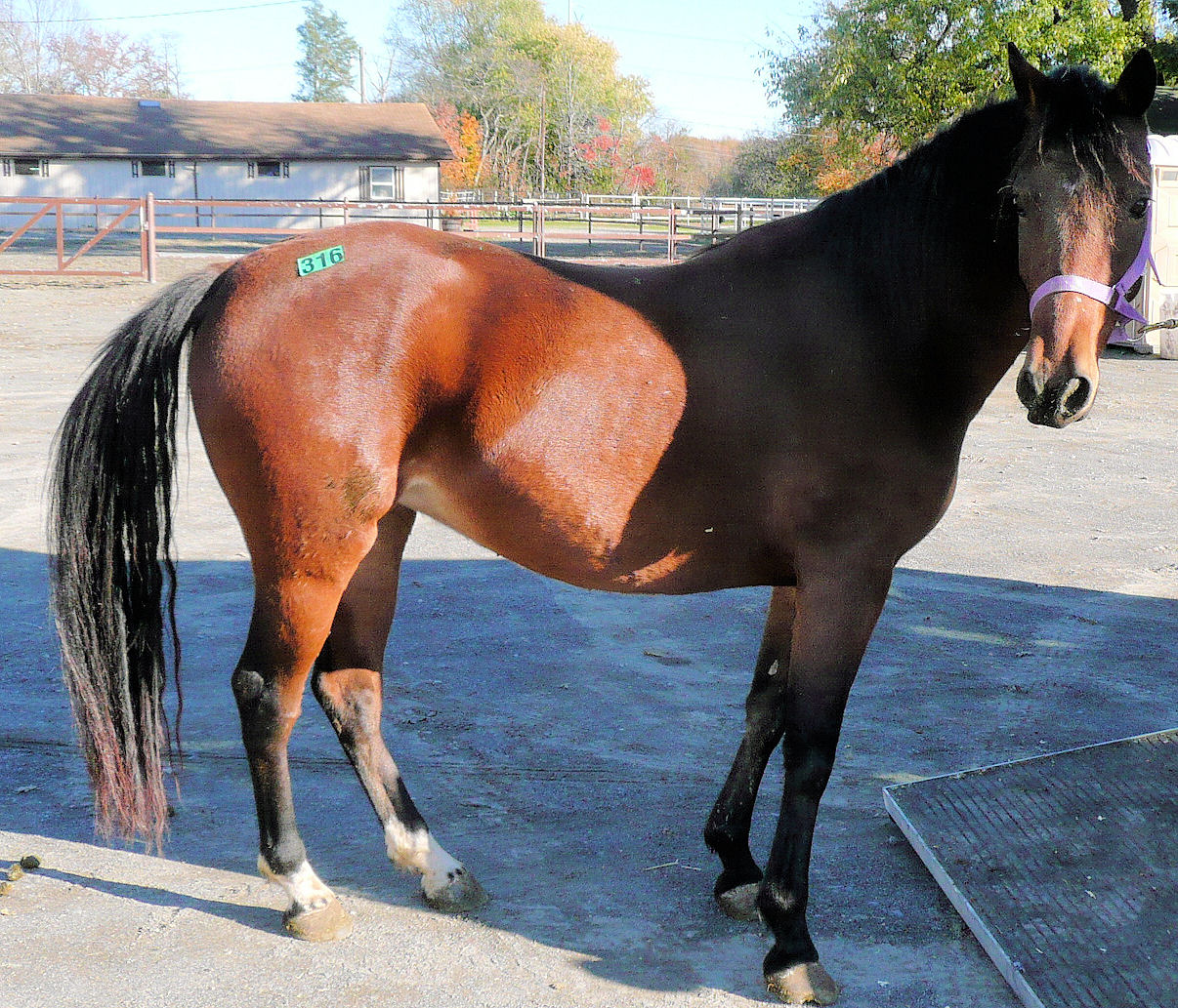 Lovely airy gaits, jump skills, green, but quiet, available